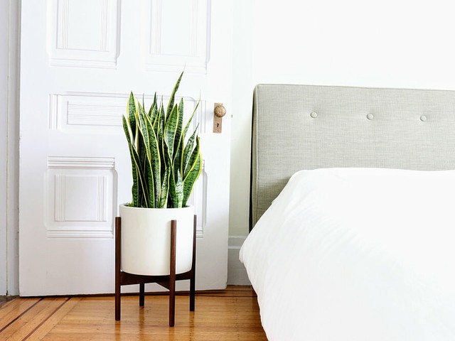 7 loại cây cảnh NÊN đặt trong phòng ngủ vừa tốt cho sức khỏe vừa hợp phong thủy - Ảnh 2.