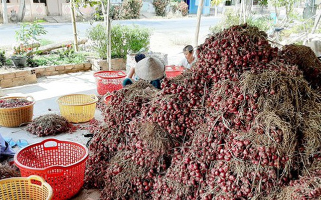 Hành tím mất giá kỷ lục, người trồng lao đao