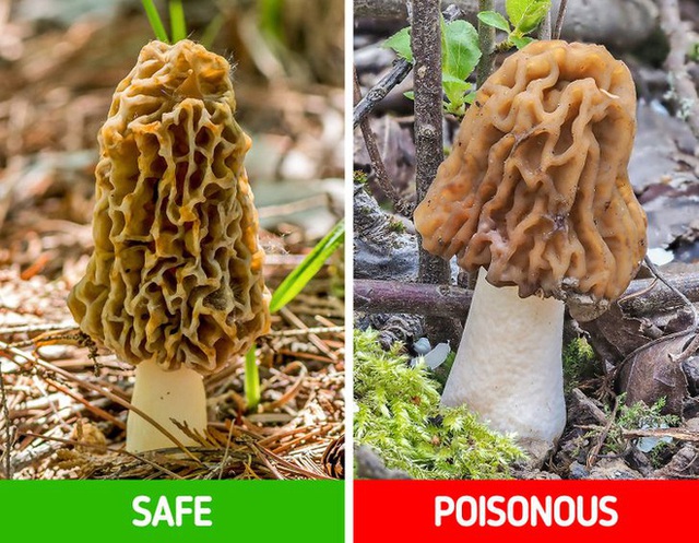 9 loài thực vật luôn khiến con người nhầm lẫn tai hại: Loại thì ăn được, loại lại có độc và cần né xa - Ảnh 2.