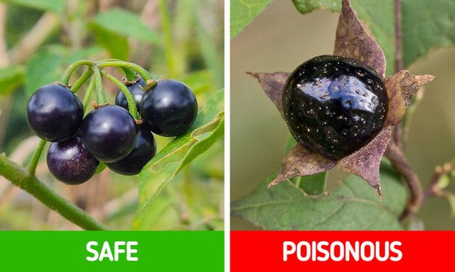 9 loài thực vật luôn khiến con người nhầm lẫn tai hại: Loại thì ăn được, loại lại có độc và cần né xa - Ảnh 3.