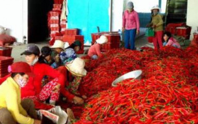 Trung Quốc không cấm nhập khẩu ớt của Việt Nam
