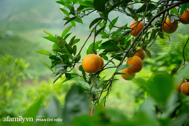 Chàng công tử đất Hà thành bỏ phố lên núi làm chủ 3 quả đồi trồng cam, mỗi năm kiếm cả tỷ bỏ túi nhưng cũng bị vùi dập đến tơi bời - Ảnh 4.