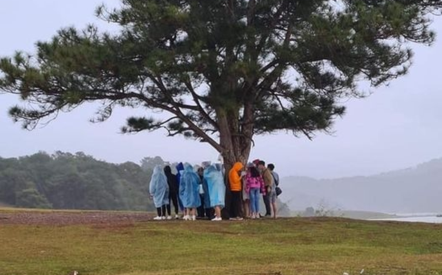 Nhóm du khách trú mưa dưới cây thông cô đơn nổi tiếng ở Đà Lạt, nhưng lại khiến dân mạng lạnh gáy vì lý do này