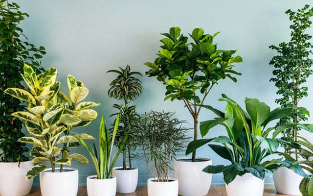 10 loại cây cảnh nên trồng trong nhà vì vừa thanh lọc không khí ...