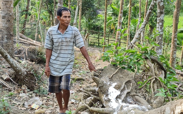 Ông Hồ Văn Đơn bên một cây dó hơn 20 năm tuổi bị bão xô bật gốc