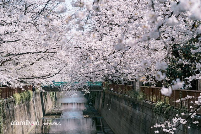 Siêu ngây ngất cảnh tượng toàn thủ đô Tokyo bao trùm dưới hàng trăm nghìn cây hoa anh đào bởi hiện tượng nở sớm nhất trong 1.200 năm - Ảnh 1.