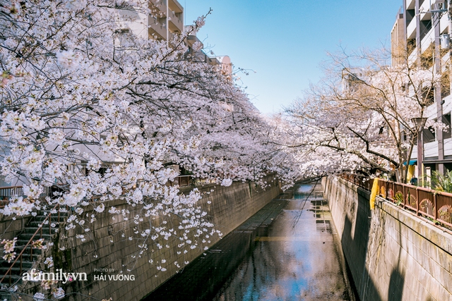 Siêu ngây ngất cảnh tượng toàn thủ đô Tokyo bao trùm dưới hàng trăm nghìn cây hoa anh đào bởi hiện tượng nở sớm nhất trong 1.200 năm - Ảnh 2.