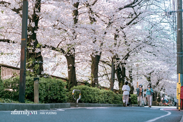 Siêu ngây ngất cảnh tượng toàn thủ đô Tokyo bao trùm dưới hàng trăm nghìn cây hoa anh đào bởi hiện tượng nở sớm nhất trong 1.200 năm - Ảnh 13.