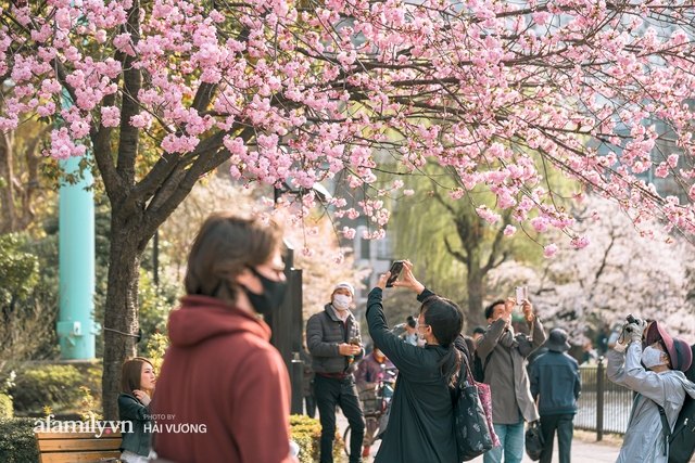 Siêu ngây ngất cảnh tượng toàn thủ đô Tokyo bao trùm dưới hàng trăm nghìn cây hoa anh đào bởi hiện tượng nở sớm nhất trong 1.200 năm - Ảnh 14.