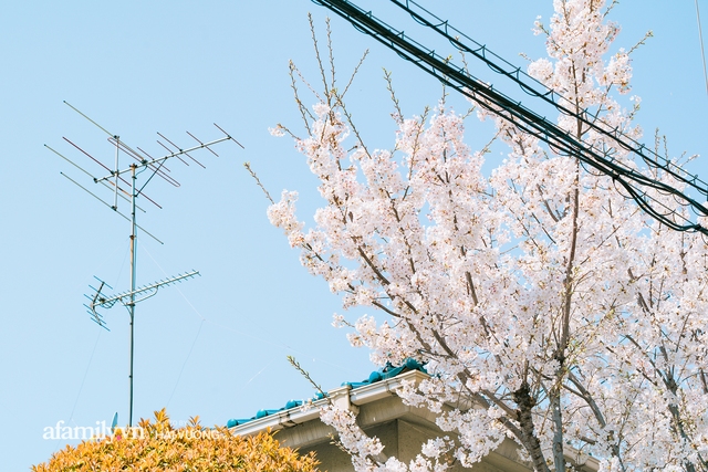 Siêu ngây ngất cảnh tượng toàn thủ đô Tokyo bao trùm dưới hàng trăm nghìn cây hoa anh đào bởi hiện tượng nở sớm nhất trong 1.200 năm - Ảnh 15.