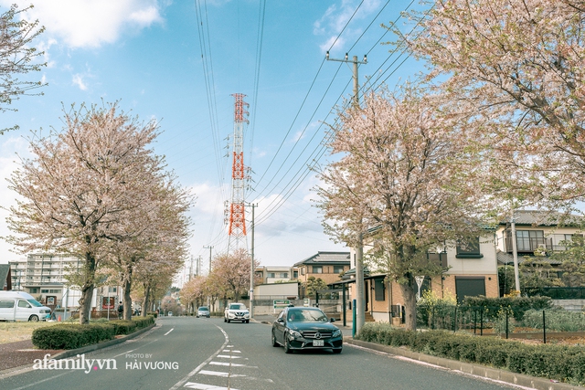 Siêu ngây ngất cảnh tượng toàn thủ đô Tokyo bao trùm dưới hàng trăm nghìn cây hoa anh đào bởi hiện tượng nở sớm nhất trong 1.200 năm - Ảnh 16.