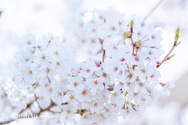 Siêu ngây ngất cảnh tượng toàn thủ đô Tokyo bao trùm dưới hàng trăm nghìn cây hoa anh đào bởi hiện tượng nở sớm nhất trong 1.200 năm - Ảnh 18.