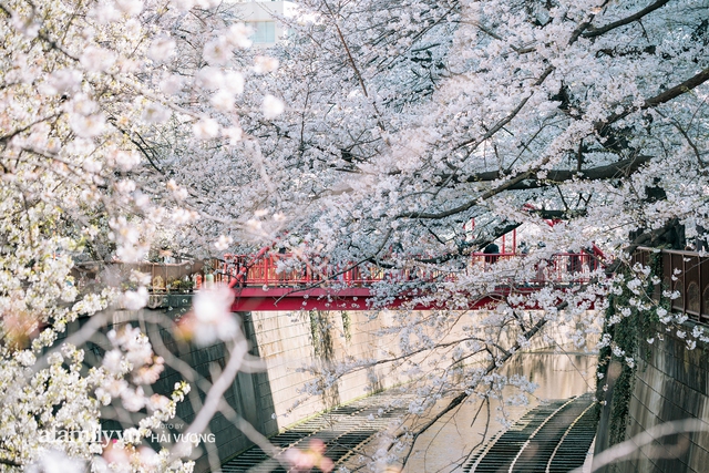 Siêu ngây ngất cảnh tượng toàn thủ đô Tokyo bao trùm dưới hàng trăm nghìn cây hoa anh đào bởi hiện tượng nở sớm nhất trong 1.200 năm - Ảnh 3.