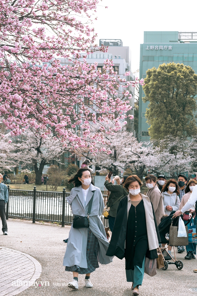 Siêu ngây ngất cảnh tượng toàn thủ đô Tokyo bao trùm dưới hàng trăm nghìn cây hoa anh đào bởi hiện tượng nở sớm nhất trong 1.200 năm - Ảnh 21.