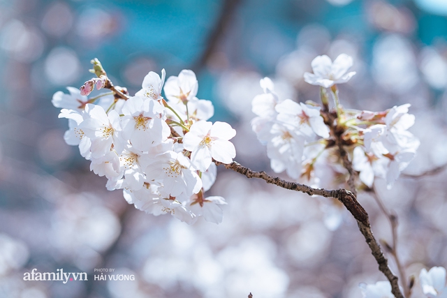 Siêu ngây ngất cảnh tượng toàn thủ đô Tokyo bao trùm dưới hàng trăm nghìn cây hoa anh đào bởi hiện tượng nở sớm nhất trong 1.200 năm - Ảnh 22.