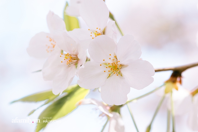 Siêu ngây ngất cảnh tượng toàn thủ đô Tokyo bao trùm dưới hàng trăm nghìn cây hoa anh đào bởi hiện tượng nở sớm nhất trong 1.200 năm - Ảnh 23.