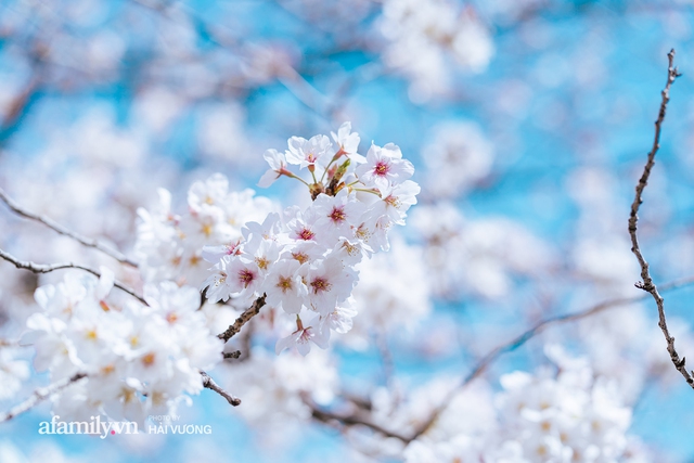Siêu ngây ngất cảnh tượng toàn thủ đô Tokyo bao trùm dưới hàng trăm nghìn cây hoa anh đào bởi hiện tượng nở sớm nhất trong 1.200 năm - Ảnh 24.