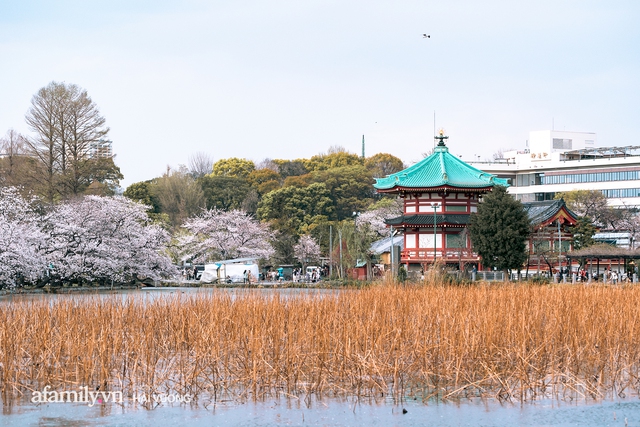 Siêu ngây ngất cảnh tượng toàn thủ đô Tokyo bao trùm dưới hàng trăm nghìn cây hoa anh đào bởi hiện tượng nở sớm nhất trong 1.200 năm - Ảnh 25.