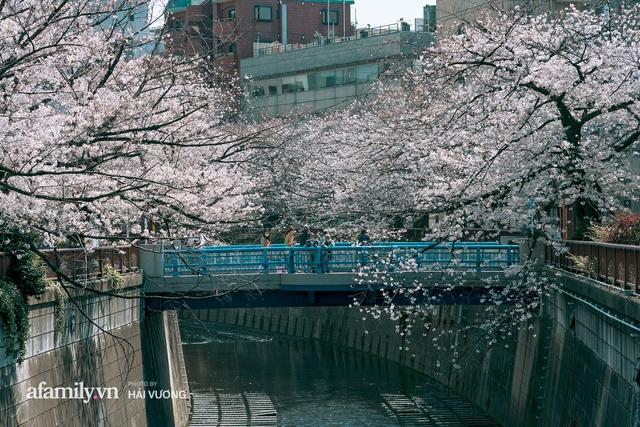 Siêu ngây ngất cảnh tượng toàn thủ đô Tokyo bao trùm dưới hàng trăm nghìn cây hoa anh đào bởi hiện tượng nở sớm nhất trong 1.200 năm - Ảnh 5.