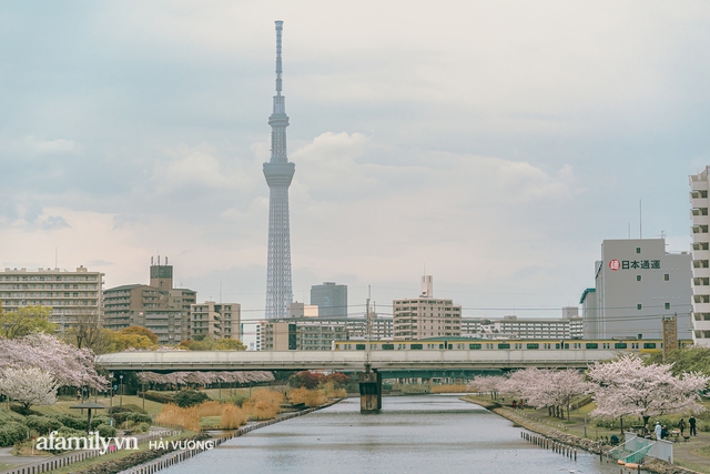 Siêu ngây ngất cảnh tượng toàn thủ đô Tokyo bao trùm dưới hàng trăm nghìn cây hoa anh đào bởi hiện tượng nở sớm nhất trong 1.200 năm - Ảnh 6.