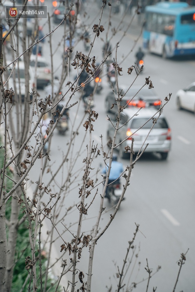 Hàng phong lá đỏ ở Hà Nội: Từ kỳ vọng Châu Âu giữa lòng Thủ đô đến những cành củi khô sắp bị thay thế - Ảnh 7.