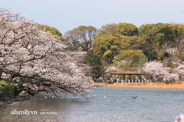 Siêu ngây ngất cảnh tượng toàn thủ đô Tokyo bao trùm dưới hàng trăm nghìn cây hoa anh đào bởi hiện tượng nở sớm nhất trong 1.200 năm - Ảnh 7.