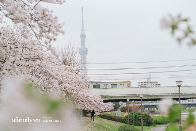 Siêu ngây ngất cảnh tượng toàn thủ đô Tokyo bao trùm dưới hàng trăm nghìn cây hoa anh đào bởi hiện tượng nở sớm nhất trong 1.200 năm - Ảnh 10.