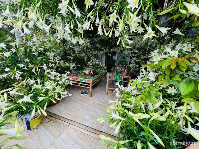 Sân thượng được phủ kín 3500 bông loa kèn của mẹ đảm ở Hà Đông, Hà Nội - Ảnh 15.