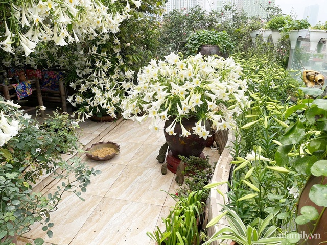 Sân thượng được phủ kín 3500 bông loa kèn của mẹ đảm ở Hà Đông, Hà Nội - Ảnh 17.