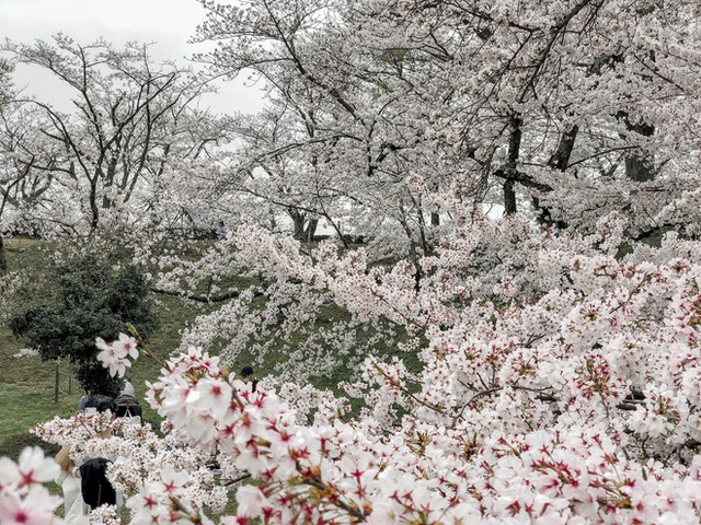 Có một mùa hoa anh đào Nhật Bản đẹp đến tan chảy qua ống kính của du học sinh người Việt: Một khi đã xem thì chẳng thể rời mắt được - Ảnh 5.