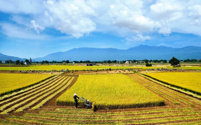 TAR giảm mạnh, Tổng Giám đốc Nông nghiệp Công nghệ cao Trung An vẫn đăng ký bán hết hơn 9 triệu cổ phiếu