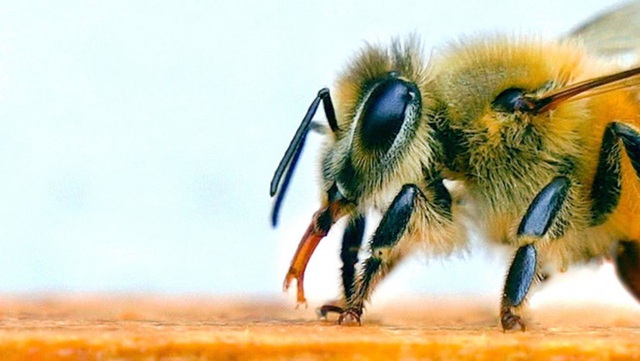 Ong có thể phát hiện người dương tính với COVID-19 chỉ trong vài giây, thậm chí cả khu vực có virus SARS-CoV-2 trong không khí - Ảnh 2.