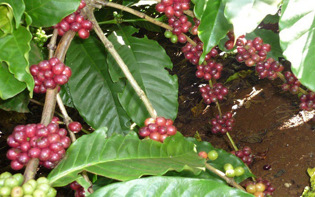 Giá cà phê trong nước “rung lắc” theo biến động trên thế giới