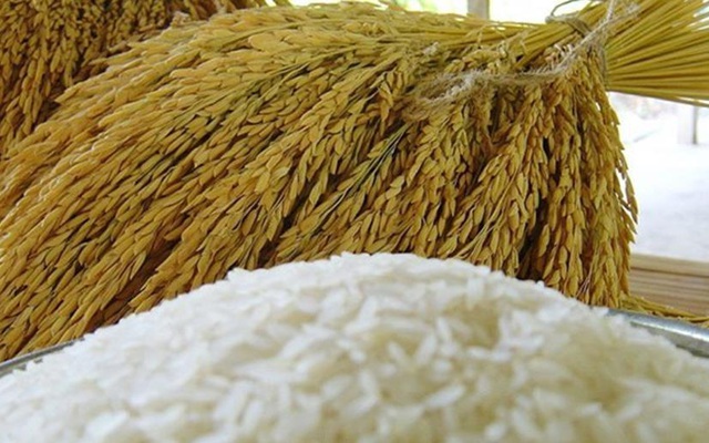 Giá gạo xuất khẩu của Việt Nam tiếp tục neo cao, một mình một hướng nhờ xuất khẩu tốt