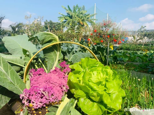 Nông trại rộng 300m² đẹp như cổ tích với đủ loại hoa và rau quả của mẹ 4 con ở Móng Cái, Quảng Ninh - Ảnh 12.