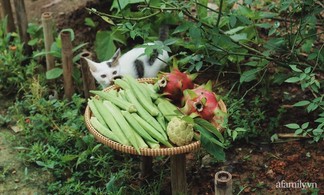 Khu vườn đậm chất thơ bình yên như cổ tích khiến hàng nghìn người mơ ước của cô gái rời Hà Nội về quê - Ảnh 32.