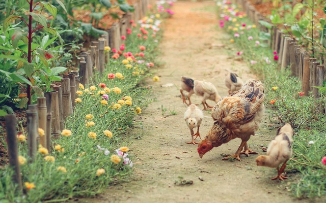 Khu vườn "đậm chất thơ" bình yên như cổ tích khiến hàng nghìn người mơ ước của cô gái rời Hà Nội về quê