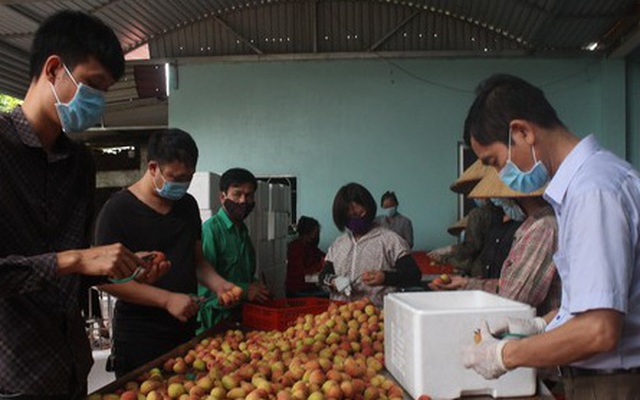 Người dân huyện Tân Yên đóng gói vải thiều để xuất bán