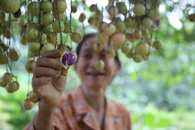 Mùa dâu da chi chít từ gốc đến ngọn, nông dân thu tiền triệu mỗi vụ - Ảnh 13.