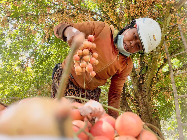 Mùa dâu da chi chít từ gốc đến ngọn, nông dân thu tiền triệu mỗi vụ - Ảnh 14.