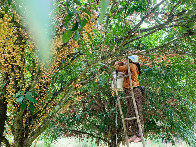 Mùa dâu da chi chít từ gốc đến ngọn, nông dân thu tiền triệu mỗi vụ - Ảnh 15.