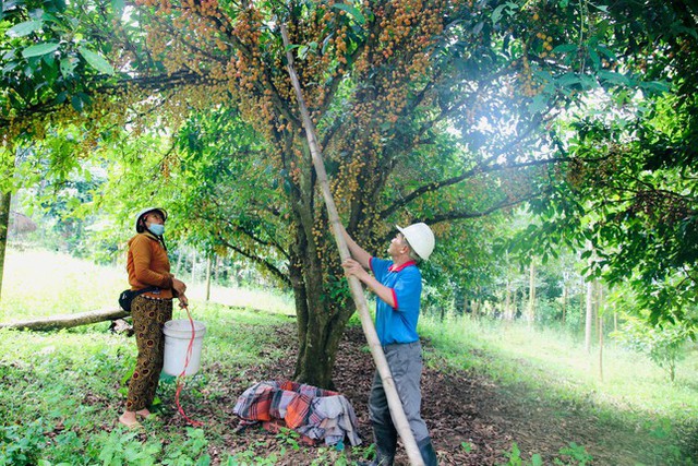 Mùa dâu da chi chít từ gốc đến ngọn, nông dân thu tiền triệu mỗi vụ - Ảnh 5.