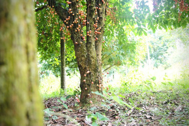 Mùa dâu da chi chít từ gốc đến ngọn, nông dân thu tiền triệu mỗi vụ - Ảnh 9.