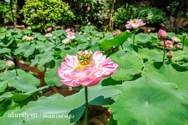 Đôi vợ chồng sở hữu căn nhà cổ 100 năm tuổi tại Hà Nội, sưu tập hàng trăm gốc sen cung đình Huế quanh nhà, ai đi qua cũng phải trầm trồ - Ảnh 4.