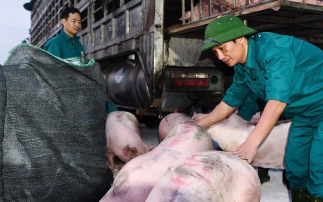 Vì sao tạm dừng nhập khẩu lợn sống từ Thái Lan?