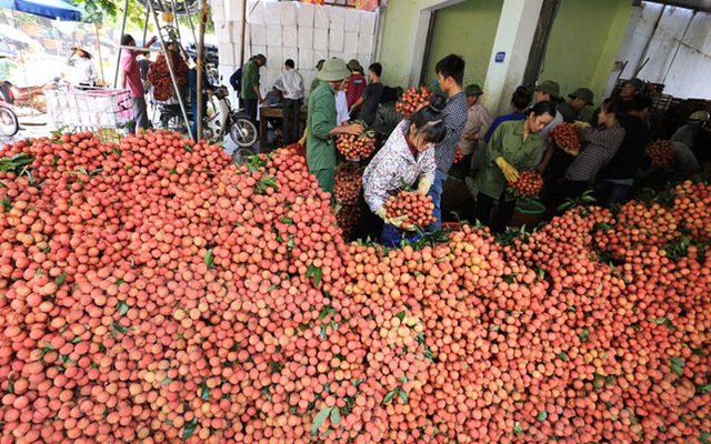 Người tung tin "vải thiều Bắc Giang bị ép giá 2.000 đồng/kg": Vì bức xúc cá nhân nên đưa tin giả