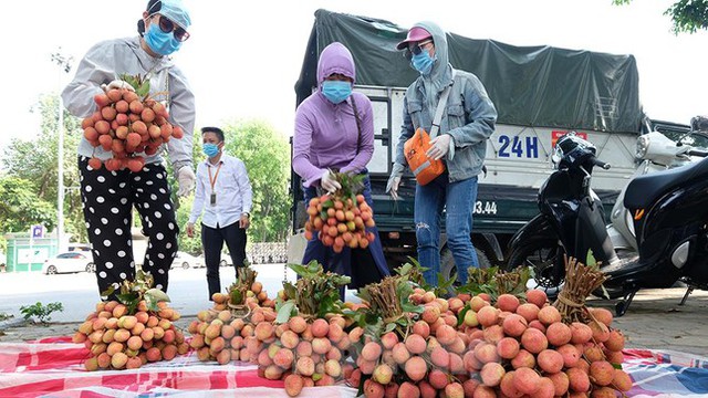 Vải thiều Bắc Giang được bán với giá 20.000 đồng/kg ở Thủ đô - Ảnh 5.