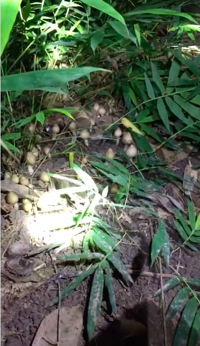 Việt Nam có loại nấm chỉ mọc hoang trong đúng 3 tháng, muốn hái không phải chuyện dễ nên giá bán lên tới cả triệu đồng 1 ký? - Ảnh 4.