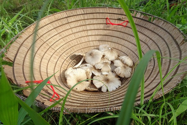 Việt Nam có loại nấm chỉ mọc hoang trong đúng 3 tháng, muốn hái không phải chuyện dễ nên giá bán lên tới cả triệu đồng 1 ký? - Ảnh 8.