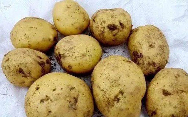 3 loại khoai tây chớ nên mua và 3 lưu ý khi ăn nó, đừng dại mà mắc phải kẻo mang bệnh vào người
